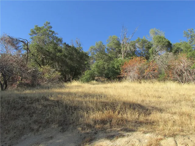a view of a bunch of trees in a field