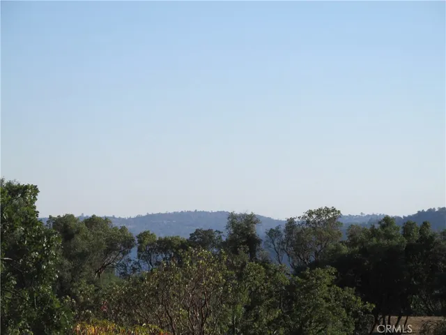 a view of a forest with a tree in the background