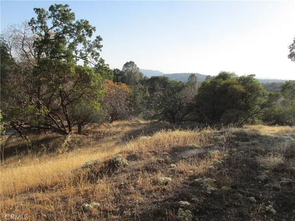 a view of a yard with large tree