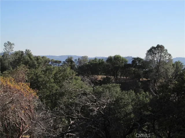 a view of a yard in a forest