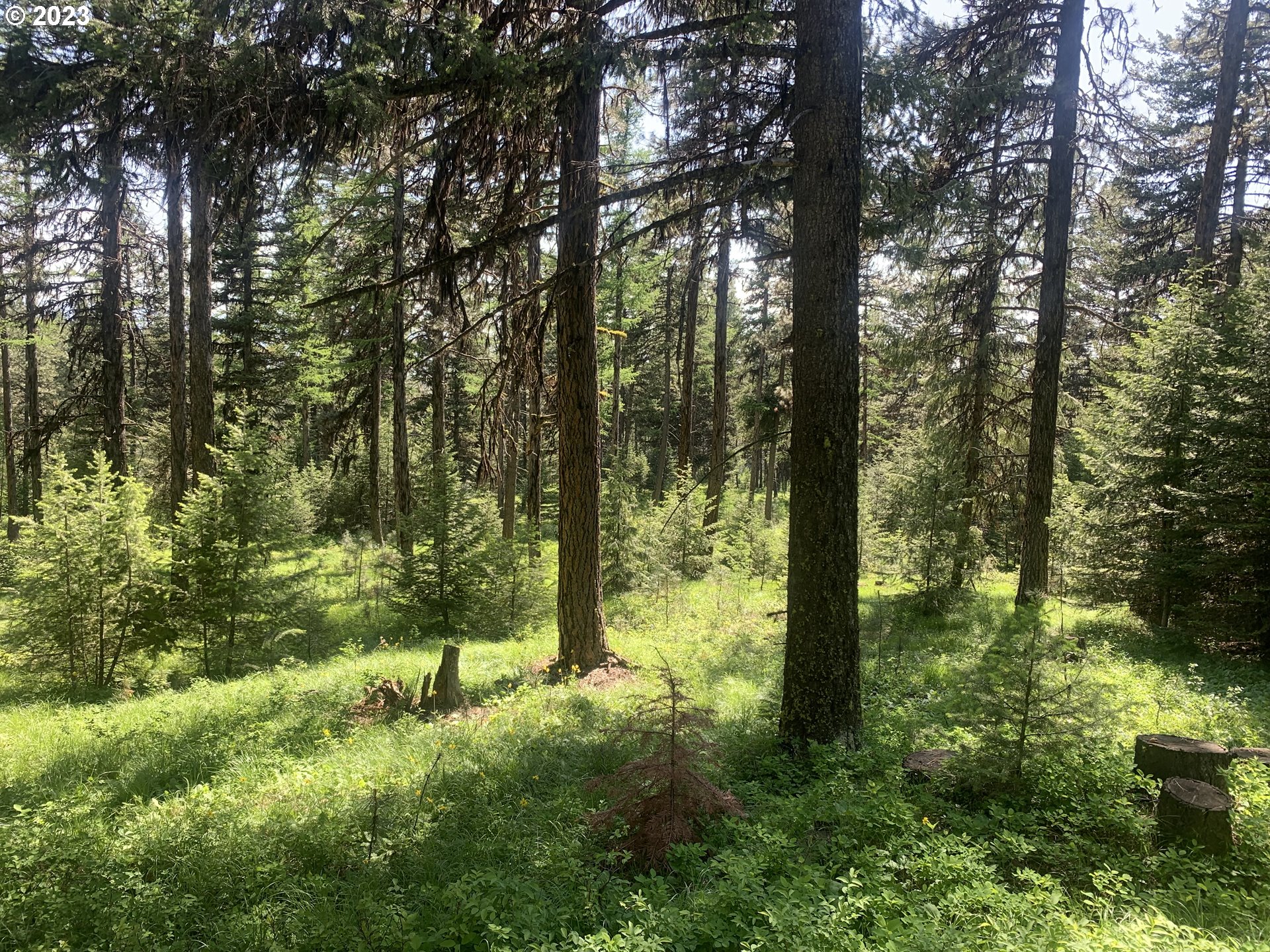 Cabin Wallowa, OR 97885 - Photo 7 of 7 a view of outdoor space and trees