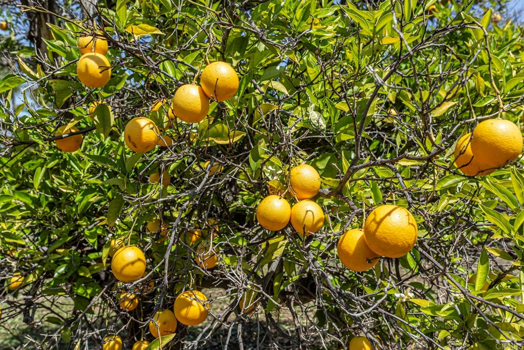 6944 Rancho Cielo Rancho Santa Fe, CA 92067 - Photo 31 of 37