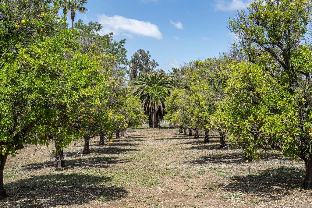 6944 Rancho Cielo Rancho Santa Fe, CA 92067 - Photo 32 of 37 a view of outdoor space with trees