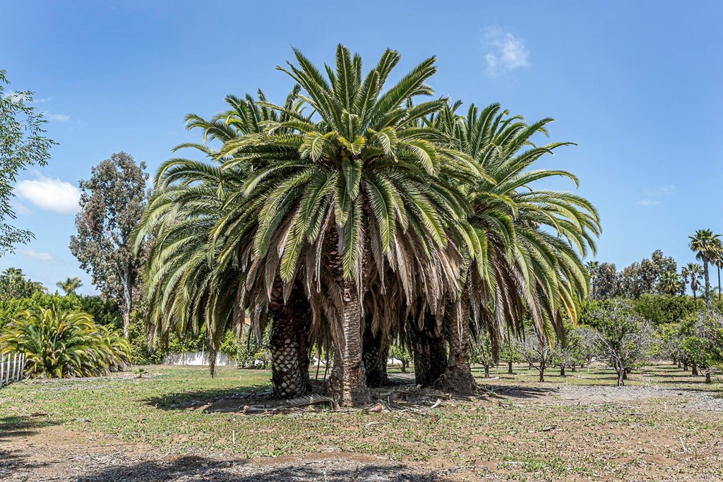 6944 Rancho Cielo Rancho Santa Fe, CA 92067 - Photo 33 of 37 a view of outdoor space with trees