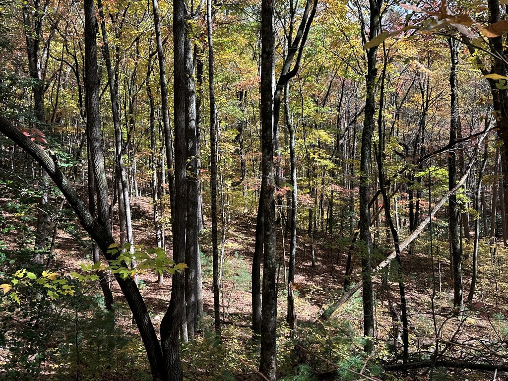 0 Stover Creek Cove Blue Ridge, GA 30513 - Photo 7 of 9 Gallery Image 7