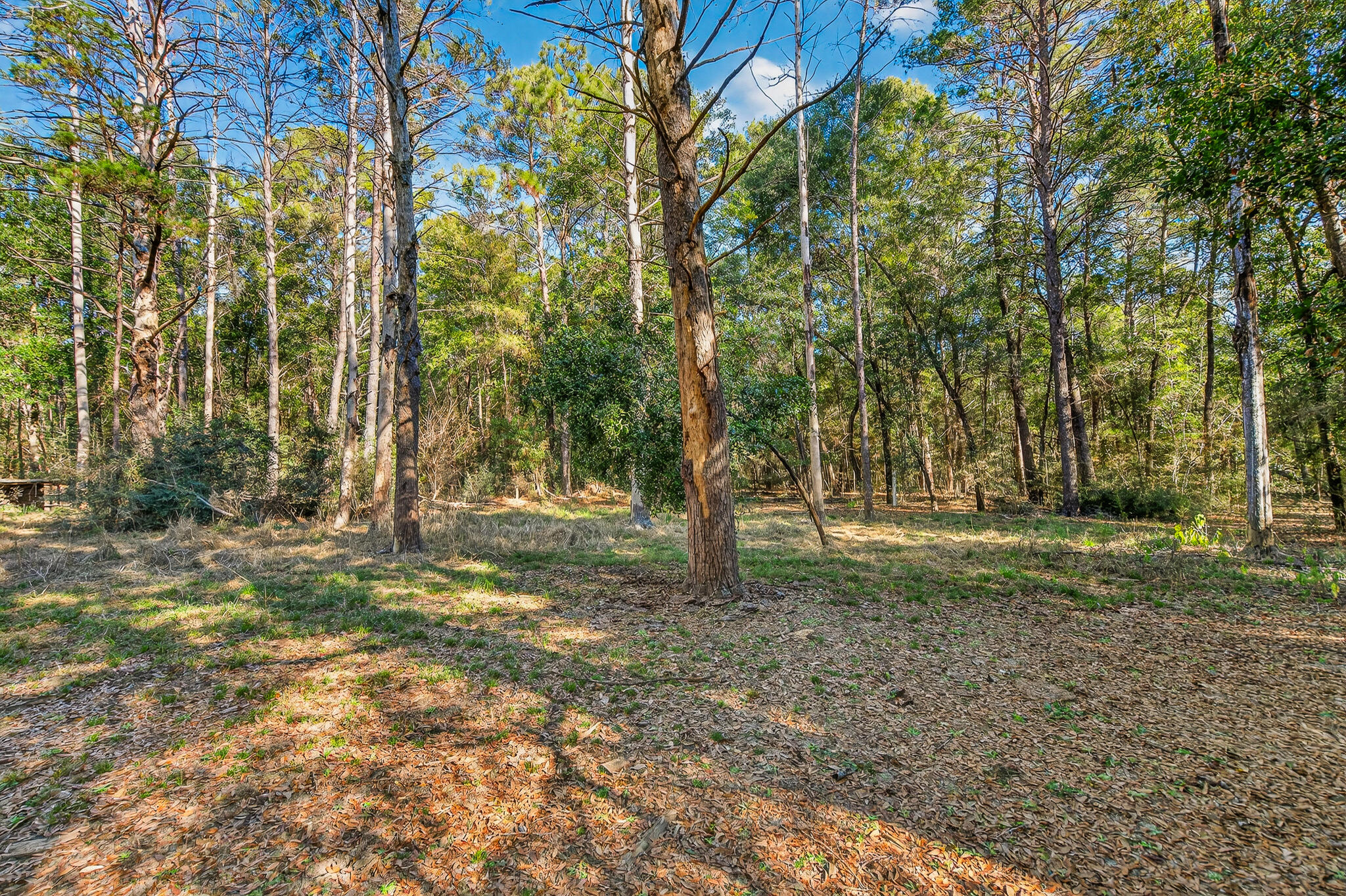 4297 Edge Perry Road Crestview, FL 32539 - Photo 67 of 70 a view of a tree in the middle of a yard