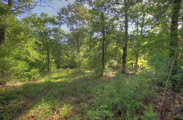 a view of a tree in a forest