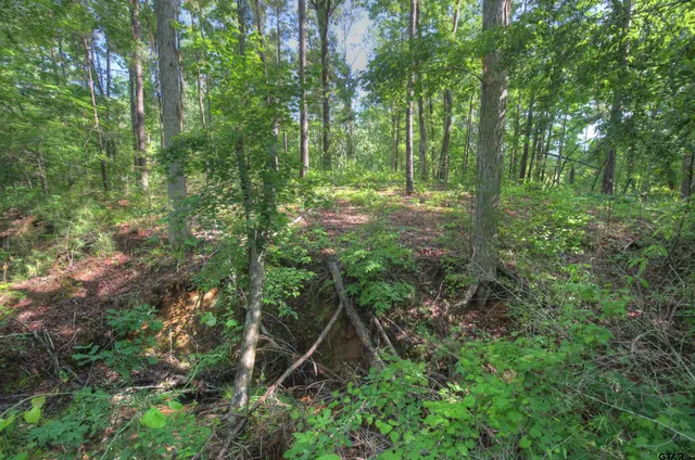 a view of a lush green space