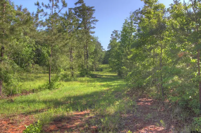 a big yard with lots of green space
