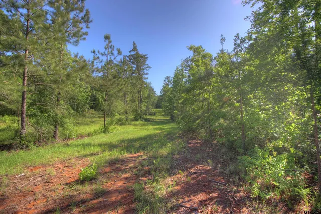 a view of a field with a tree
