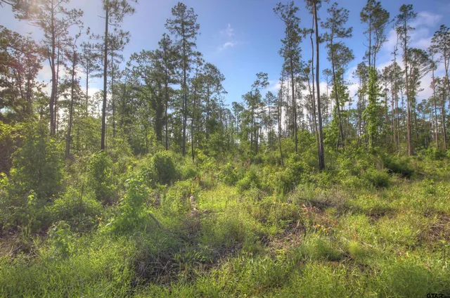 a view of a yard with large trees