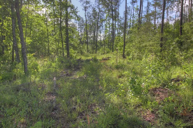 a view of a garden with a lake