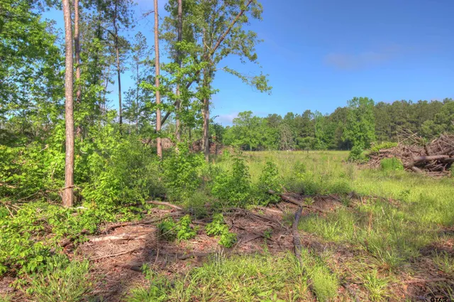 a view of a lush green forest