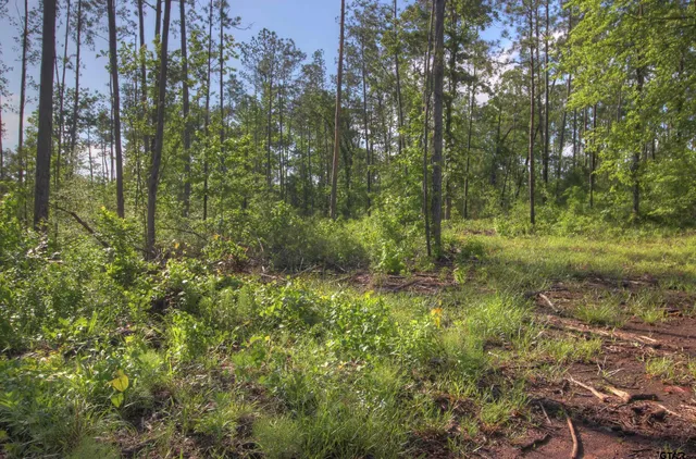 a view of a garden with large trees