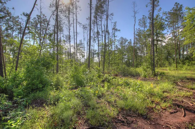 a view of outdoor space and green space