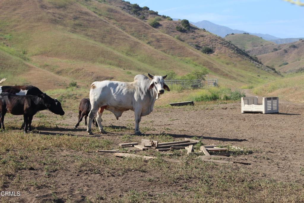 0 Dickenson Road Santa Paula, CA 93060 - Photo 12 of 44 IMG_5924