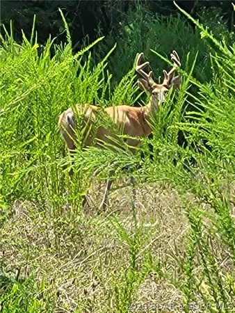 $9,900 | Galvin Place, Unit 2283, Edwards, MO 65326