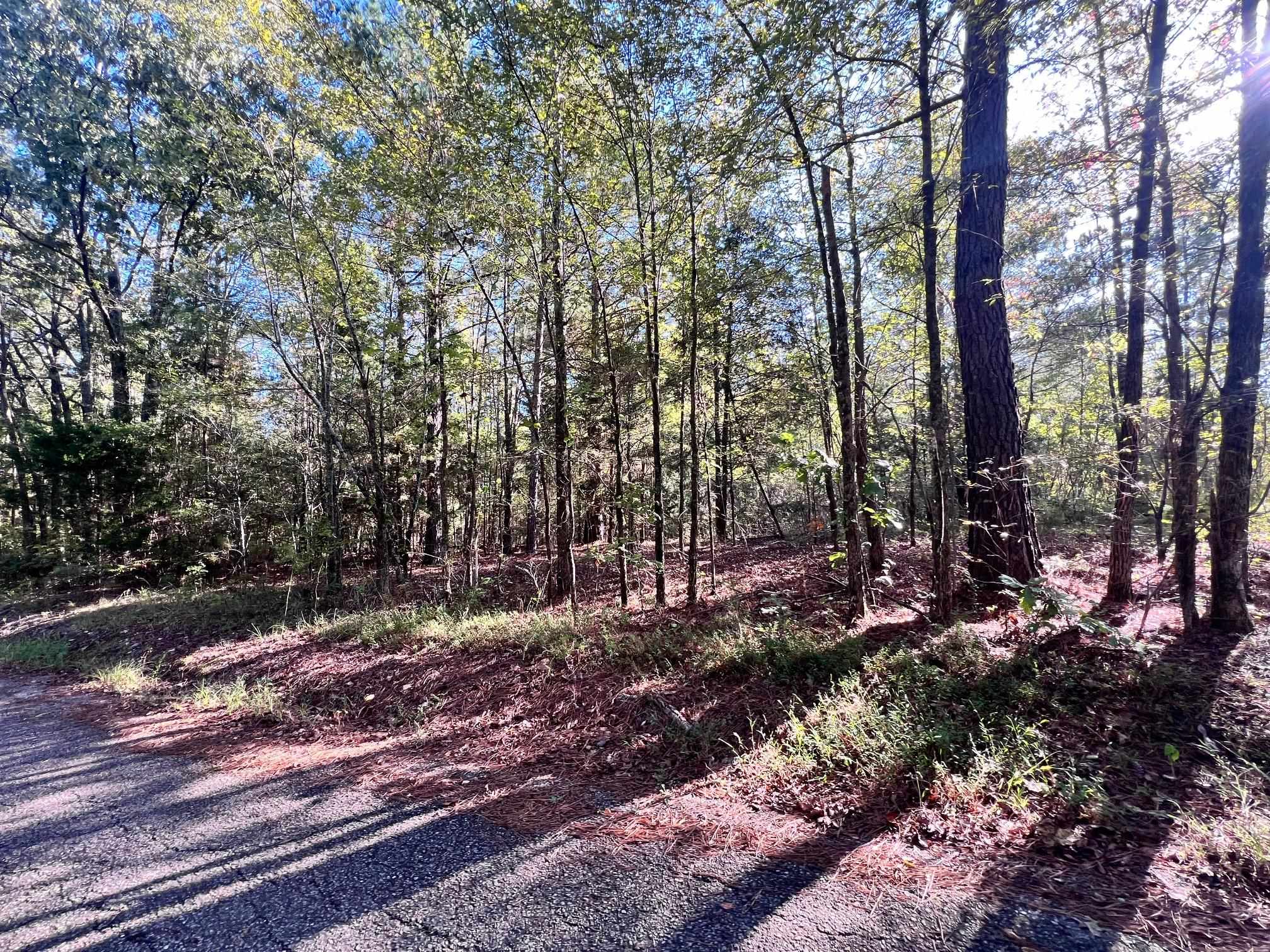 0 Cemetery Road Michie, TN 38357 - Photo 14 of 15 a view of a forest filled with trees