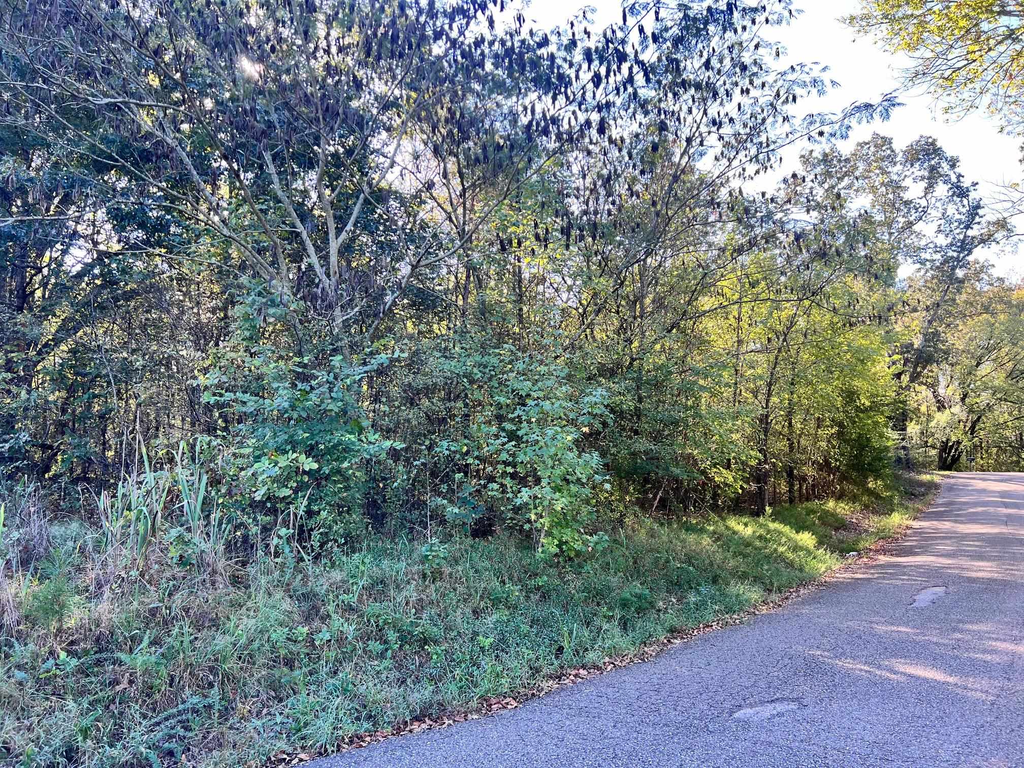0 Cemetery Road Michie, TN 38357 - Photo 3 of 15 a view of a forest with trees in the background