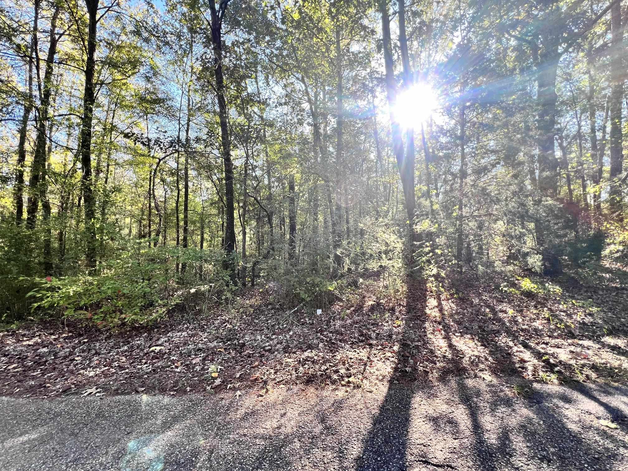 0 Cemetery Road Michie, TN 38357 - Photo 10 of 15 a view of forest