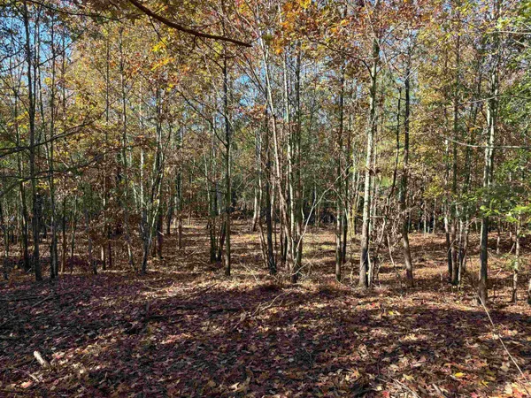 a view of outdoor space with lots of trees