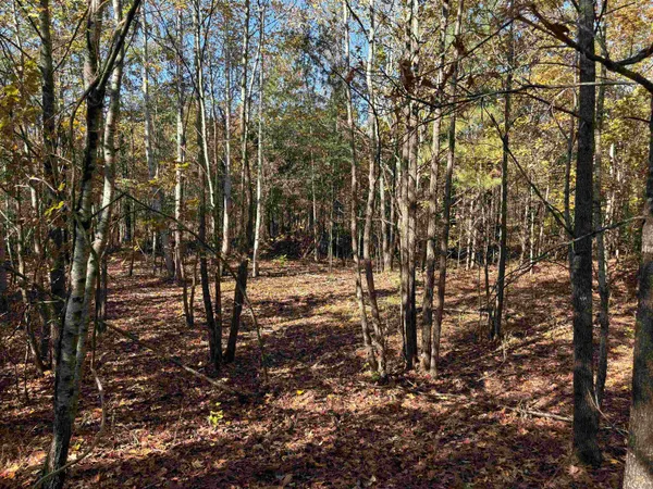 a view of yard