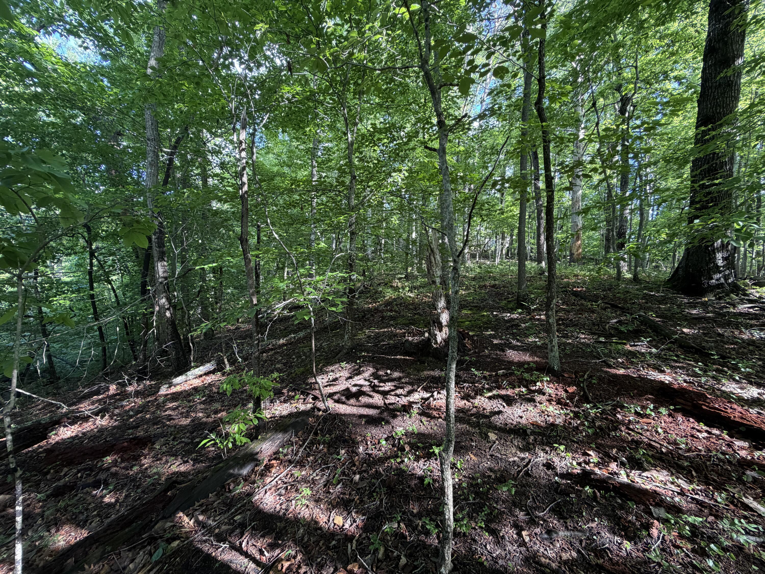 0 Lake Road Troutville, VA 24175 - Photo 15 of 18 a view of forest