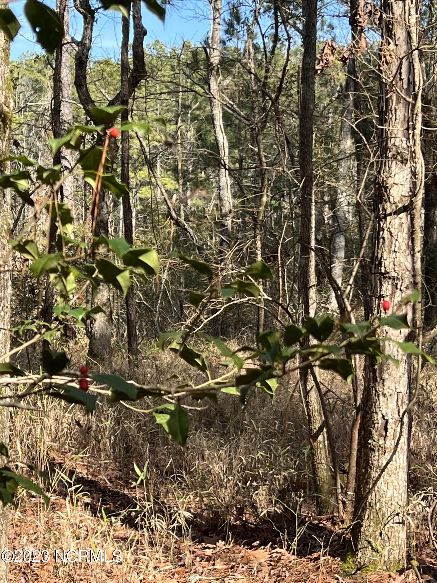 0 Sandy Road Scranton, NC 27875 - Photo 26 of 35 IMG_1534