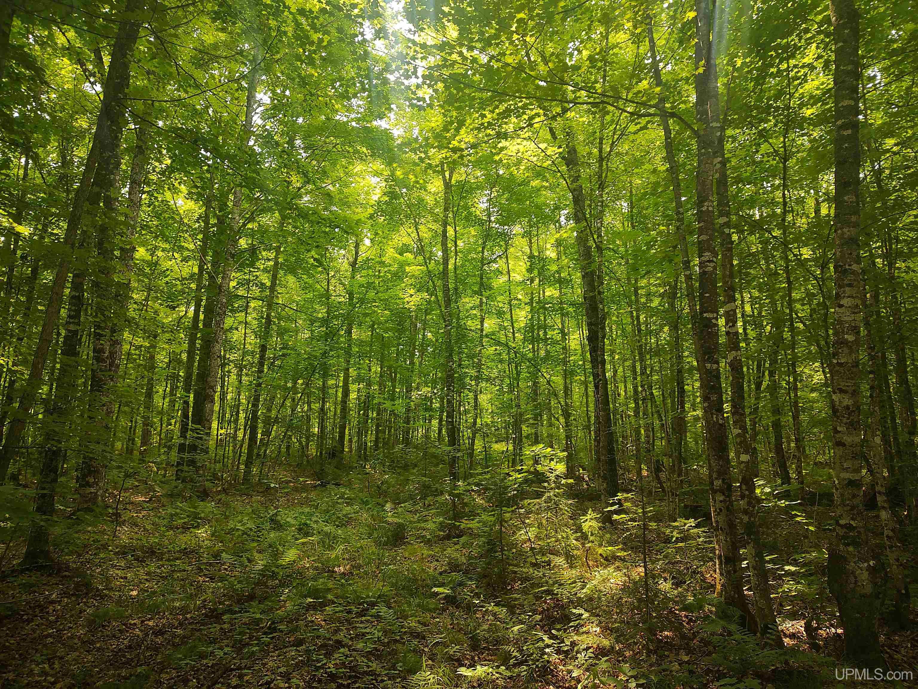 60-acres Sleepy Hollow Road Ishpeming, MI 49849 - Photo 24 of 29