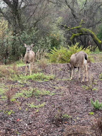 $424,900 | 3622 Ginny Court, Redding, CA 96001