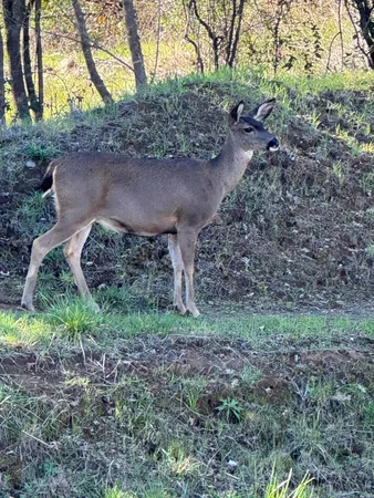 $424,900 | 3622 Ginny Court, Redding, CA 96001