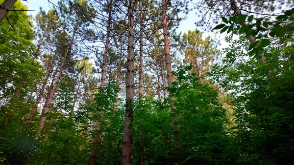 $49,999 | Tower Road, Unit 4, Crandon, WI 54520