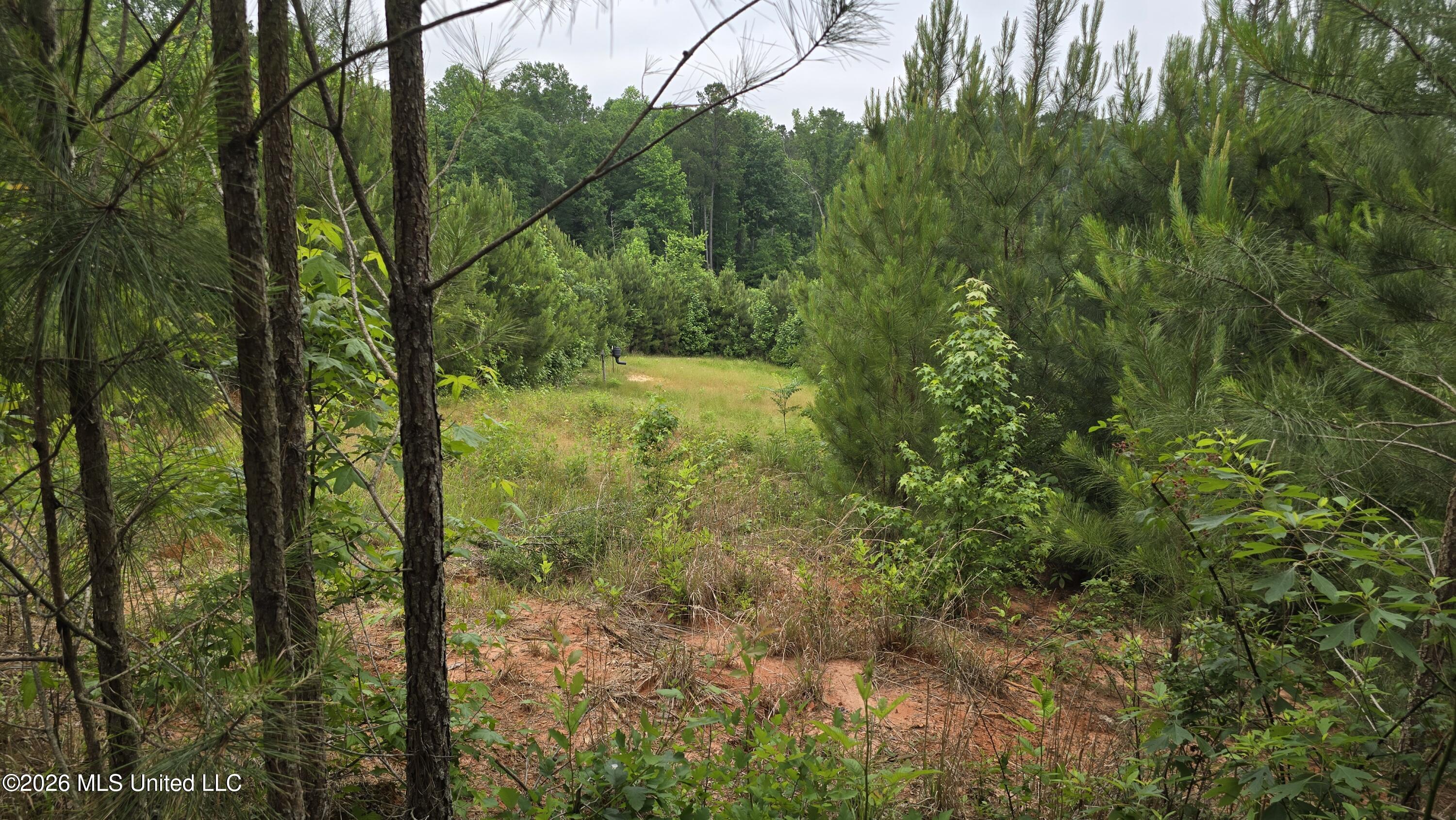 189 Co Road Bay Springs, MS 39422 - Photo 4 of 61 20260513_101732