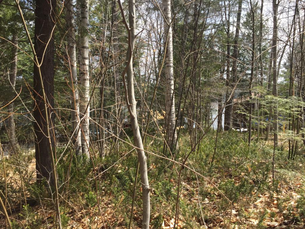 78 Oak Ridge Road Sunapee, NH 03751 - Photo 10 of 12