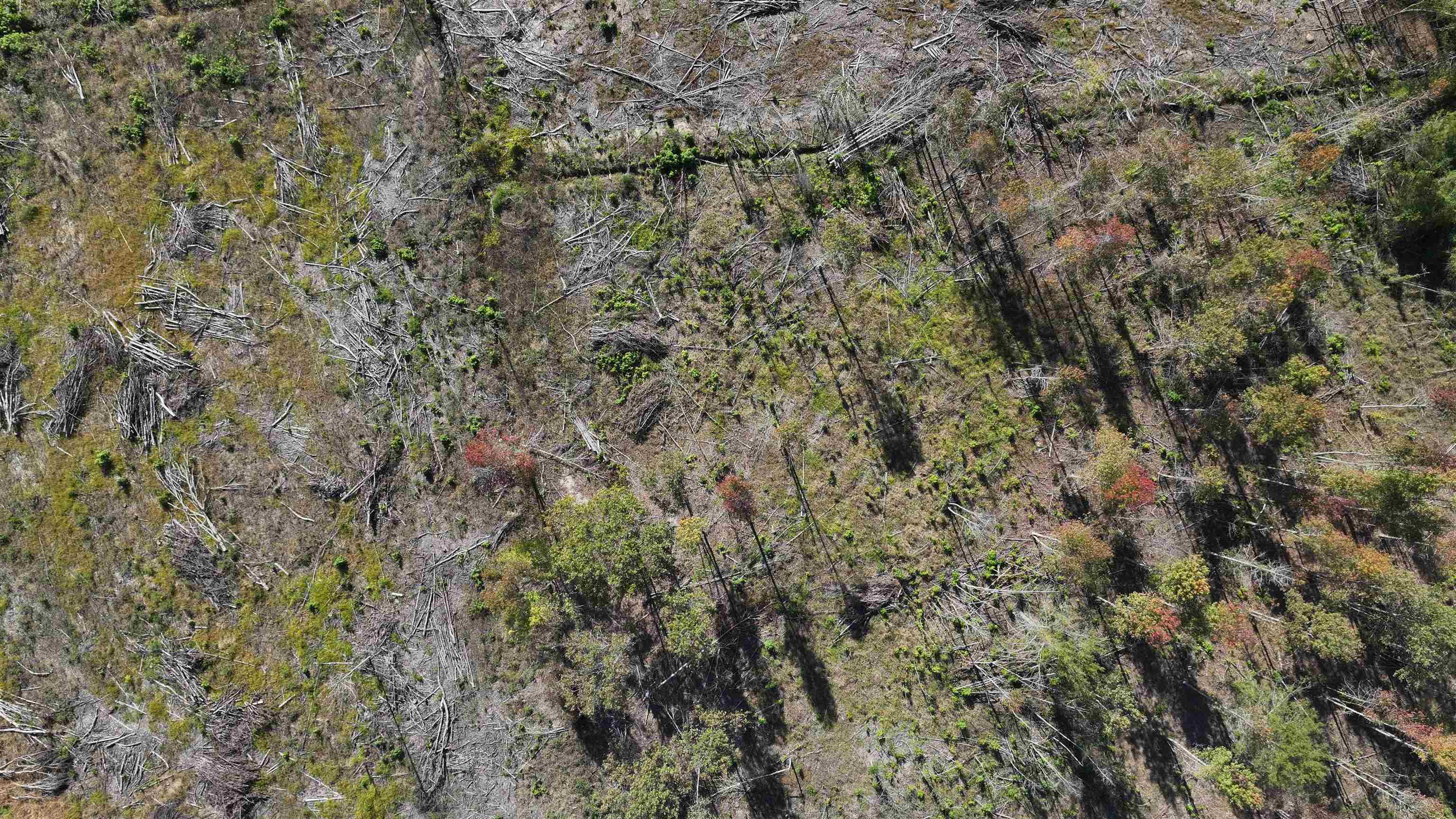 16.62-acres-tbd East Bay Road Gresham, SC 29546 - Photo 16 of 29