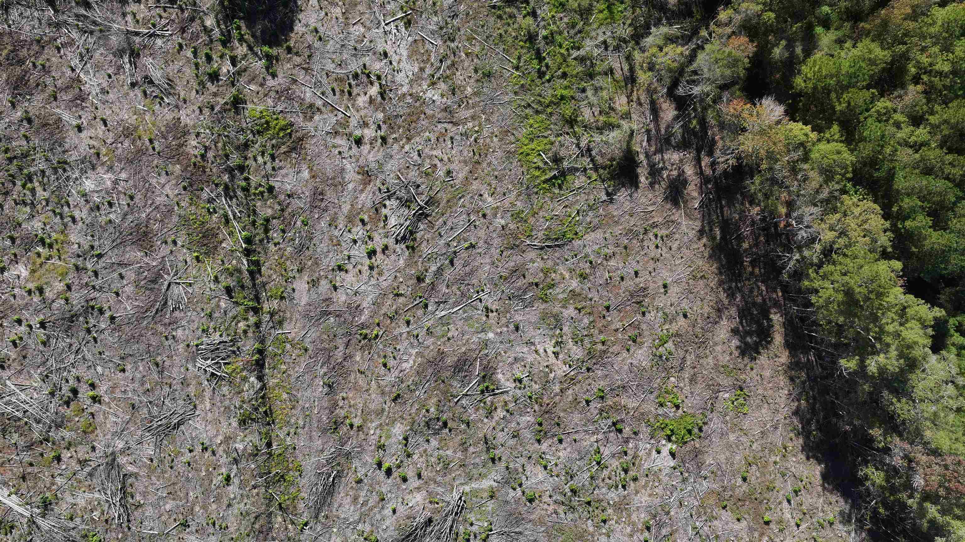 16.62-acres-tbd East Bay Road Gresham, SC 29546 - Photo 17 of 29