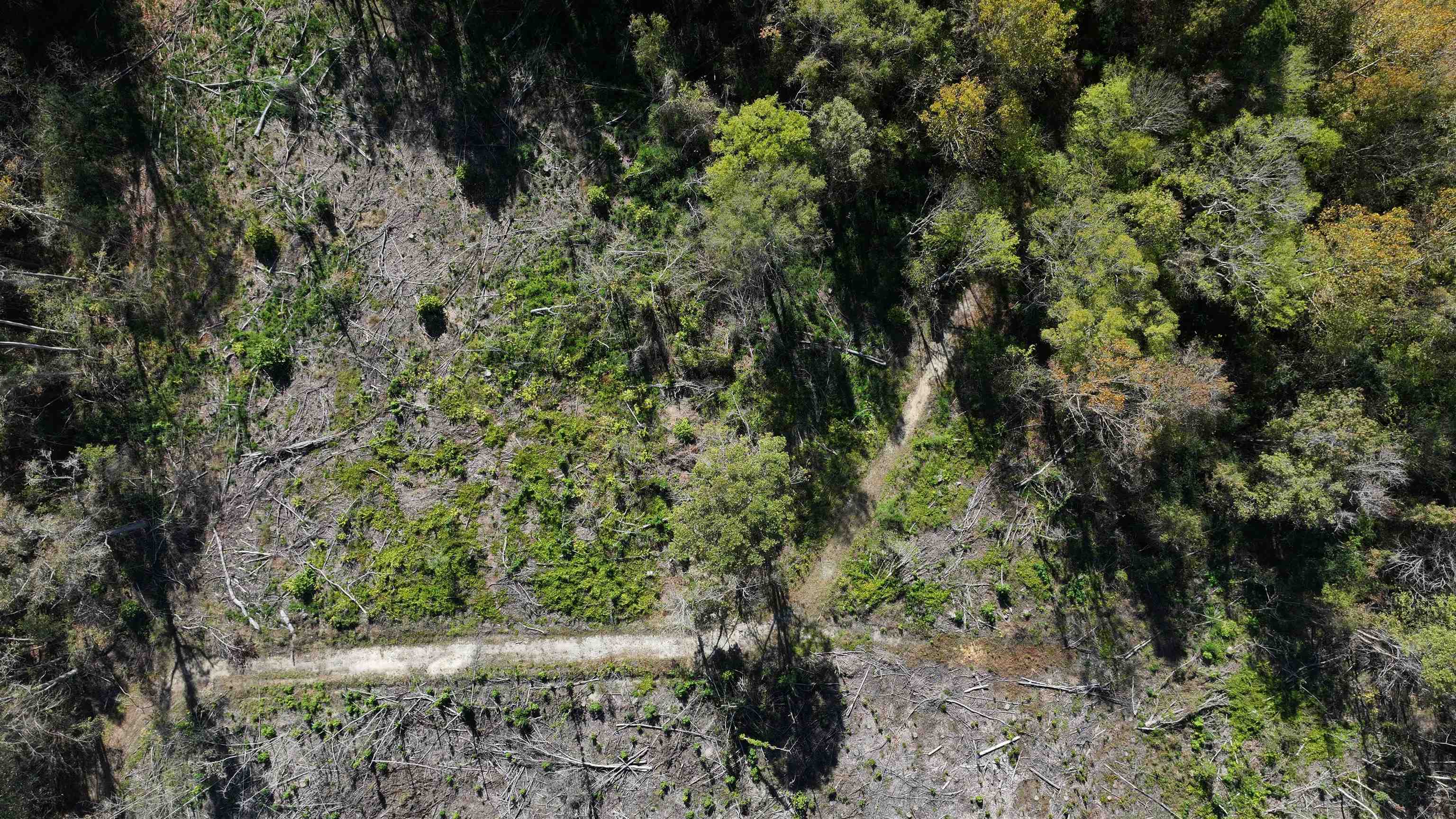 16.62-acres-tbd East Bay Road Gresham, SC 29546 - Photo 18 of 29