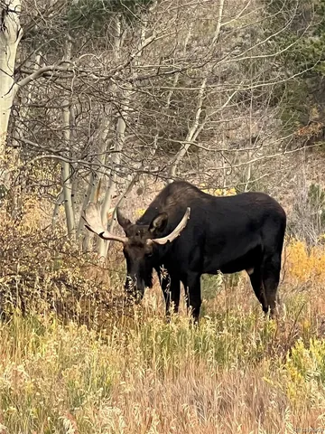 a view of a brick house with a large tree