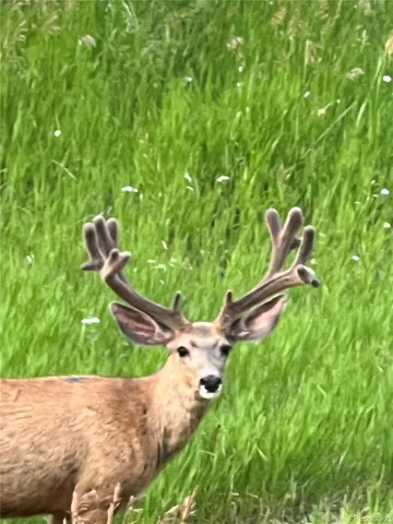 a water view of a yard with plants and large trees