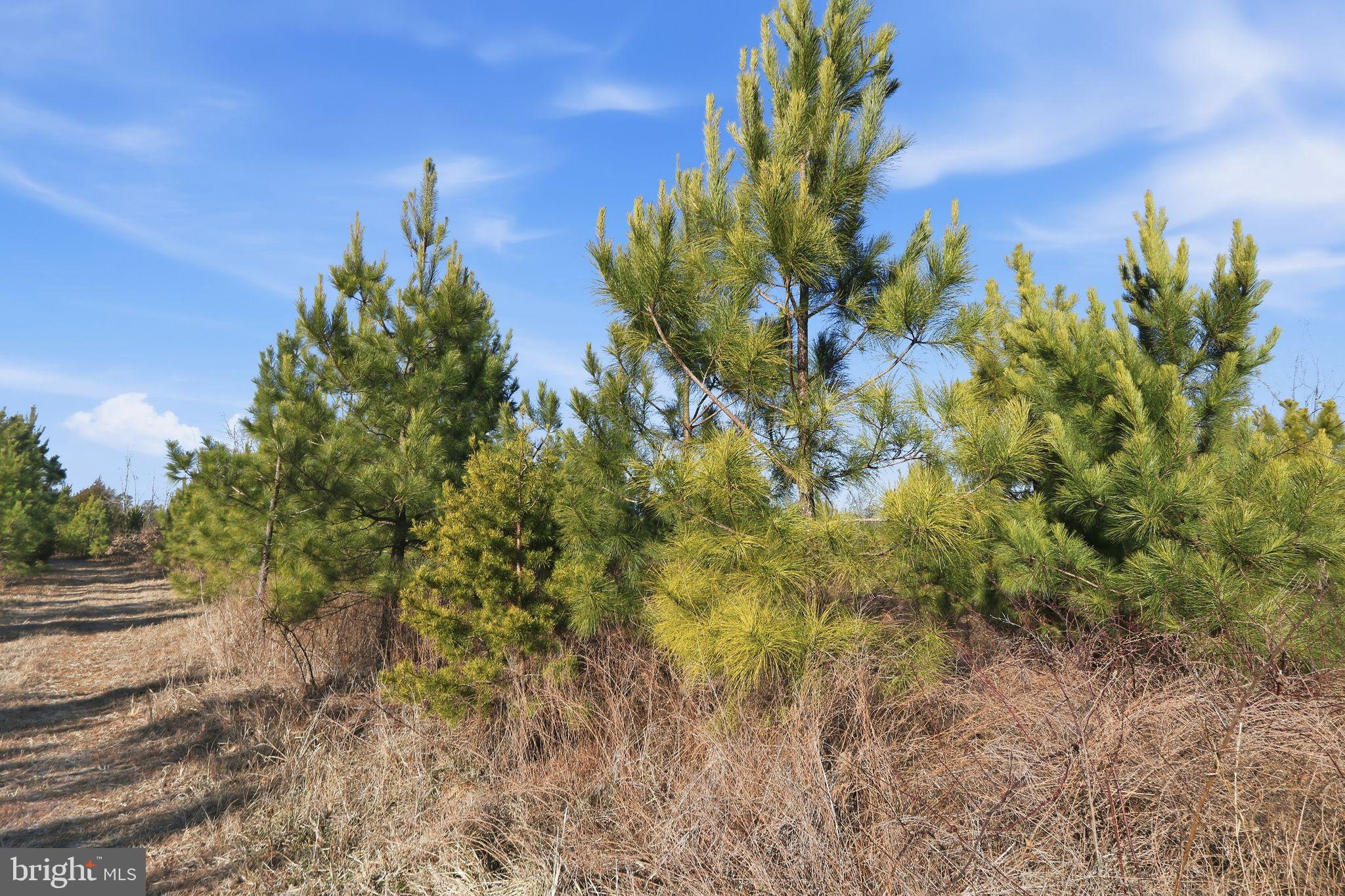 15284 Poplar Road Orange, VA 22960 - Photo 24 of 69