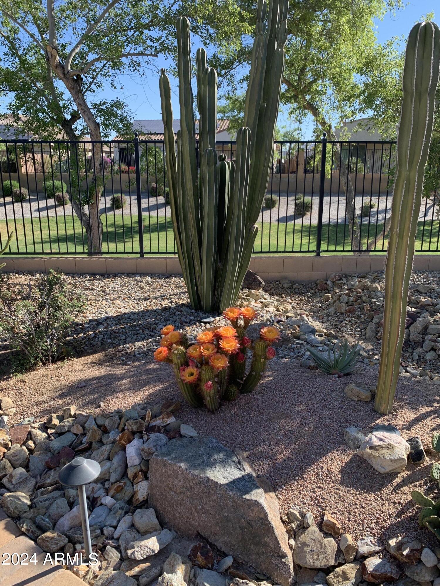 17858 West Verdin Road Goodyear, AZ 85338 - Photo 41 of 78 Gorgeous Cacti in Bloom