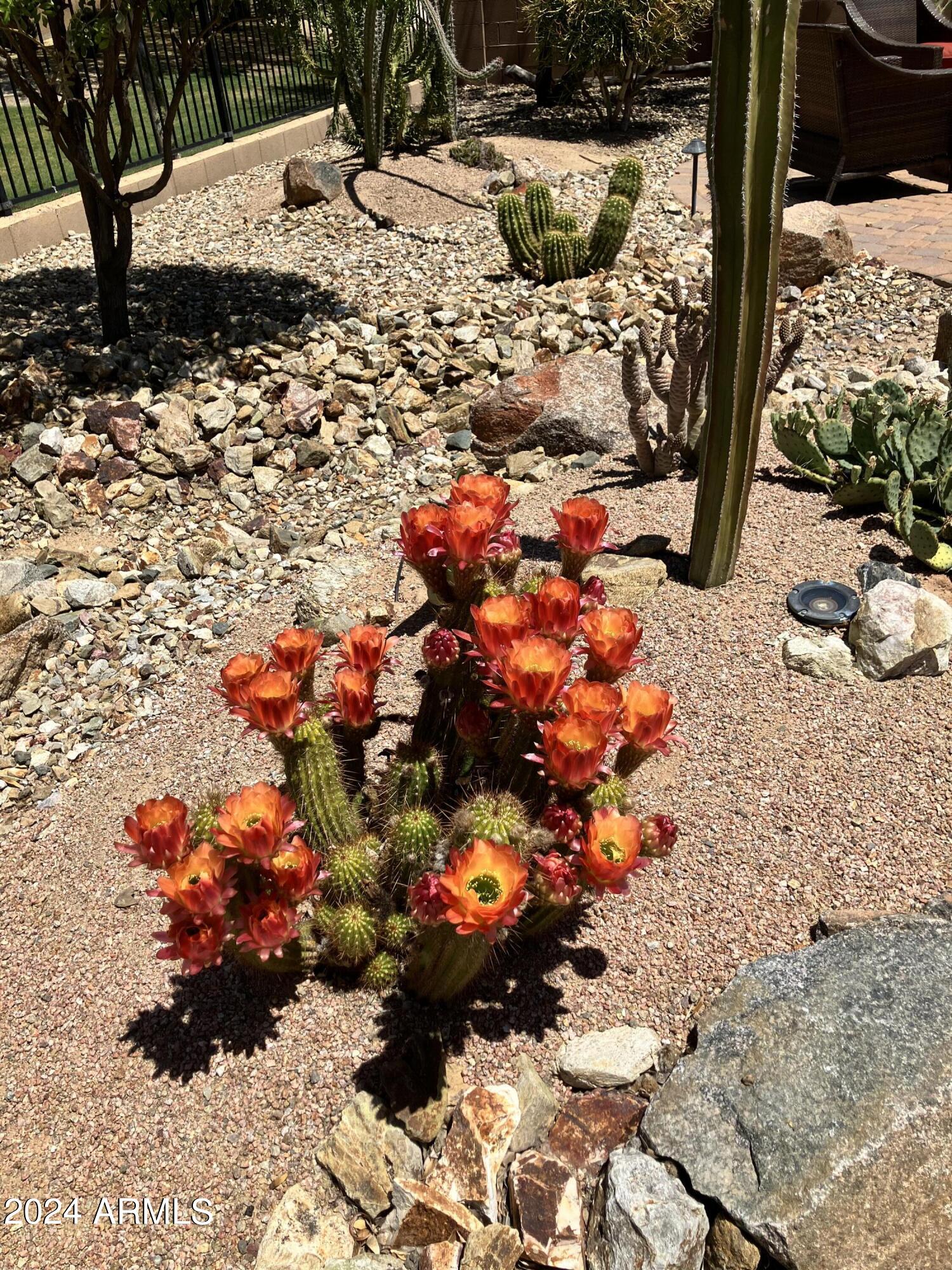 17858 West Verdin Road Goodyear, AZ 85338 - Photo 42 of 78 Gorgeous Cacti in Bloom