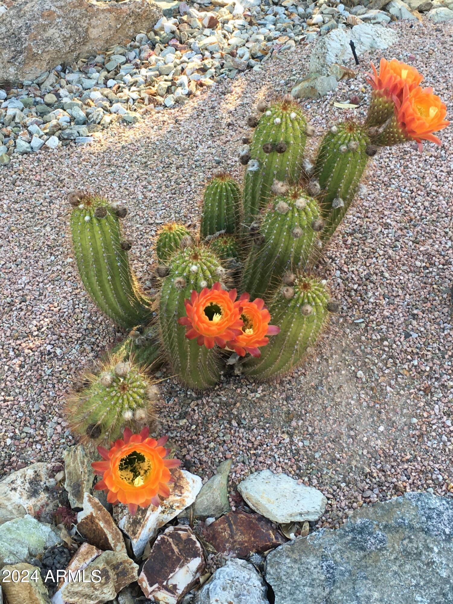 17858 West Verdin Road Goodyear, AZ 85338 - Photo 43 of 78 Gorgeous Cacti in Bloom