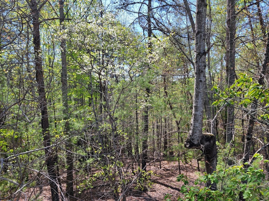 Tbd Church Hill Road Independence, VA 24348 - Photo 17 of 21 Gallery Image 17