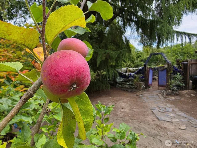 a view of a tree in a yard