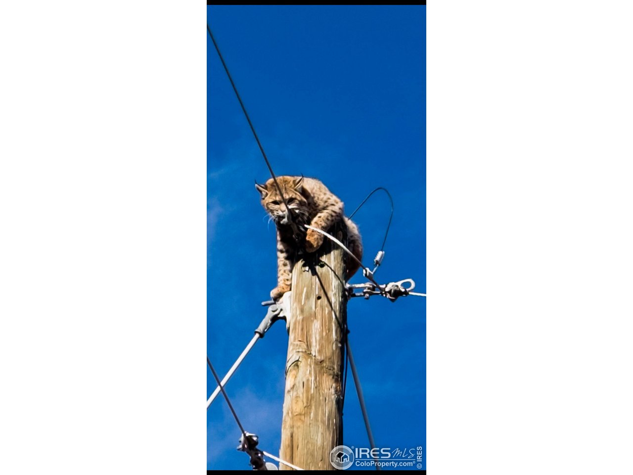 3501 Raptor Ridge Lane Laporte, CO 80535 - Photo 17 of 22 a picture of a wall with a window