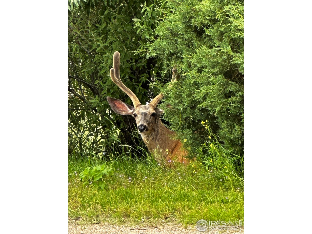 3501 Raptor Ridge Lane Laporte, CO 80535 - Photo 18 of 22 a backyard of a house