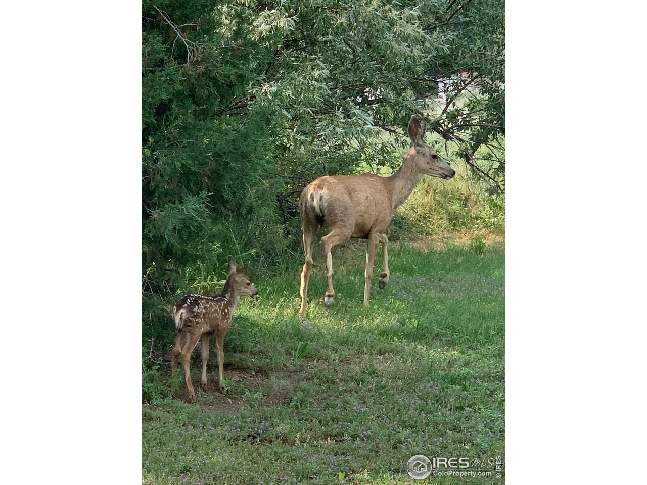 3501 Raptor Ridge Lane Laporte, CO 80535 - Photo 19 of 22 a backyard of a house with table and chairs