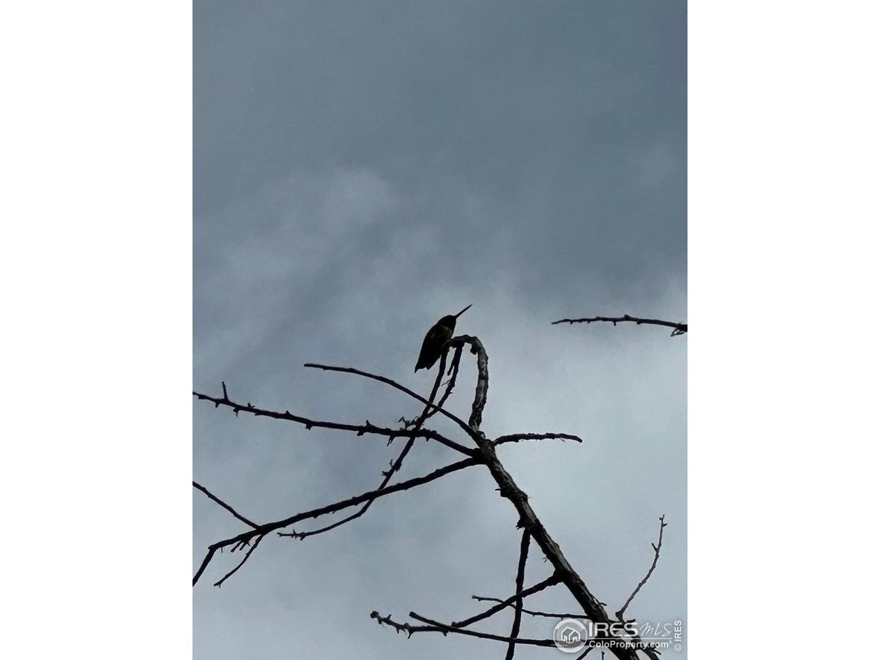 3501 Raptor Ridge Lane Laporte, CO 80535 - Photo 21 of 22