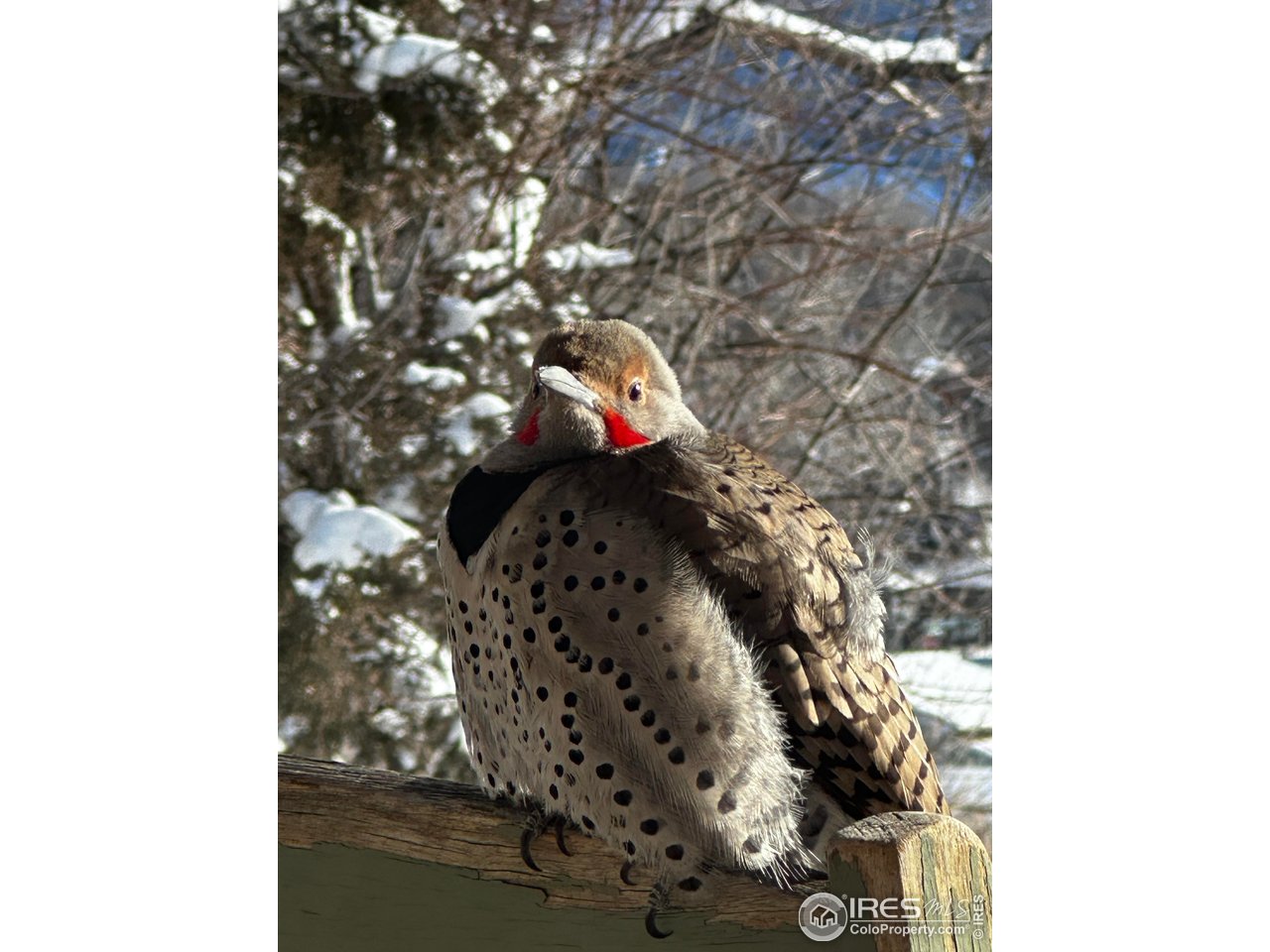 3501 Raptor Ridge Lane Laporte, CO 80535 - Photo 22 of 22 a picture of a bathroom